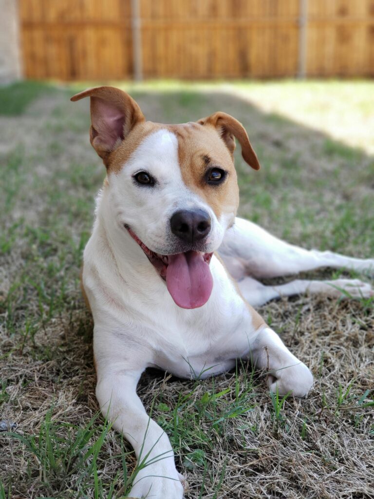 A cute terrier puppy with a playful expression relaxing on grassy lawn outdoors.